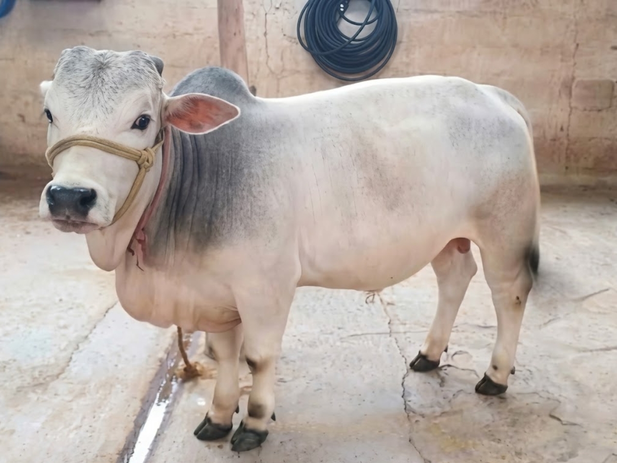 Hight - Photo Gallery