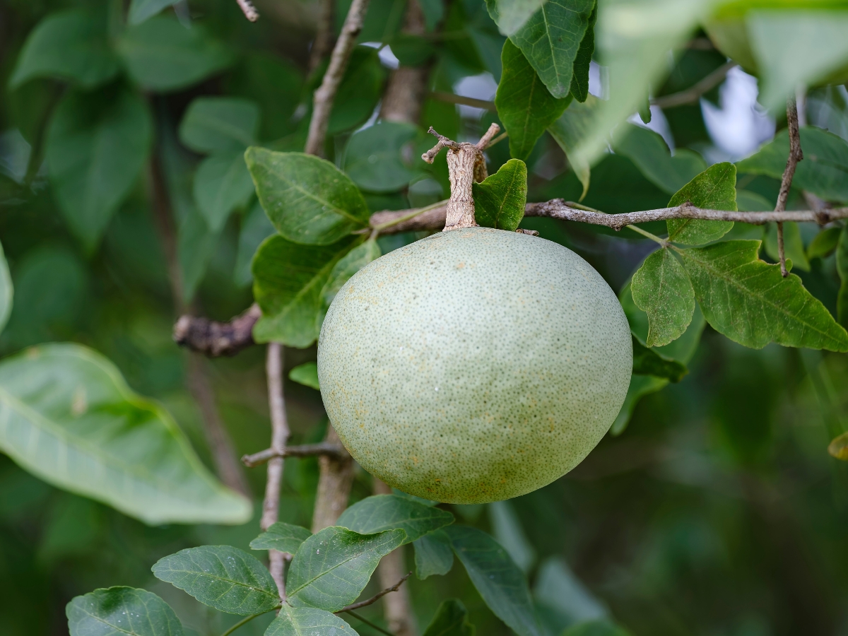 Blood Sugar Level - Photo Gallery