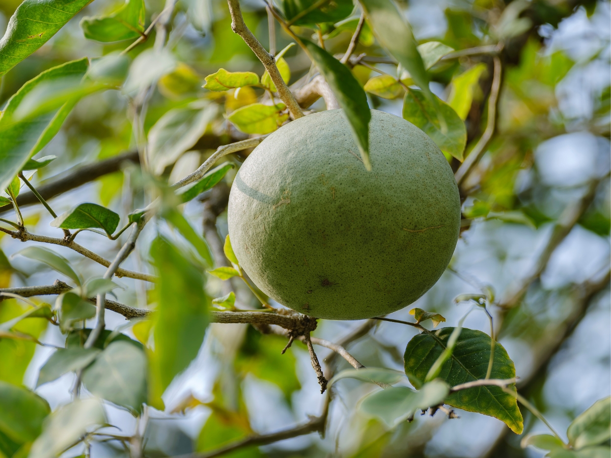 Disclaimer - Photo Gallery