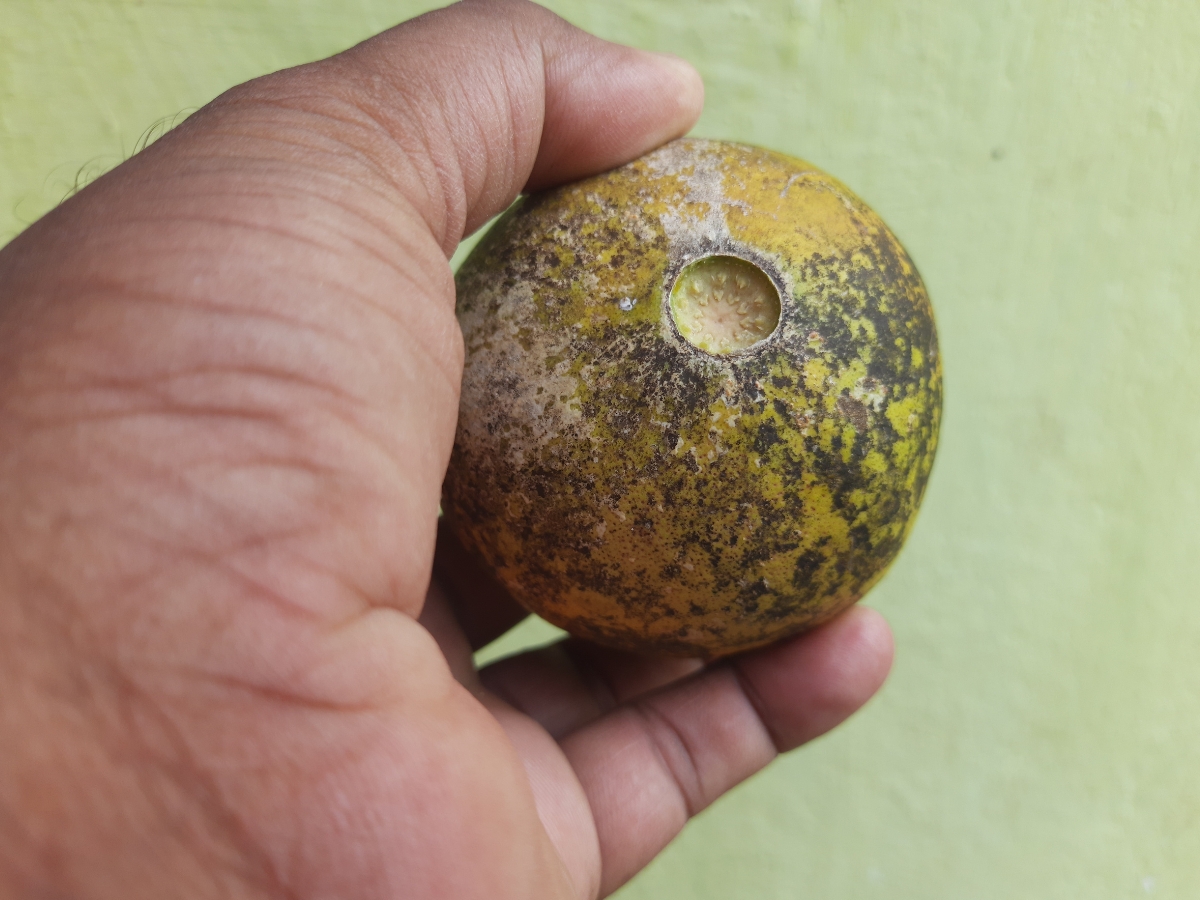 Body-cooling - Photo Gallery