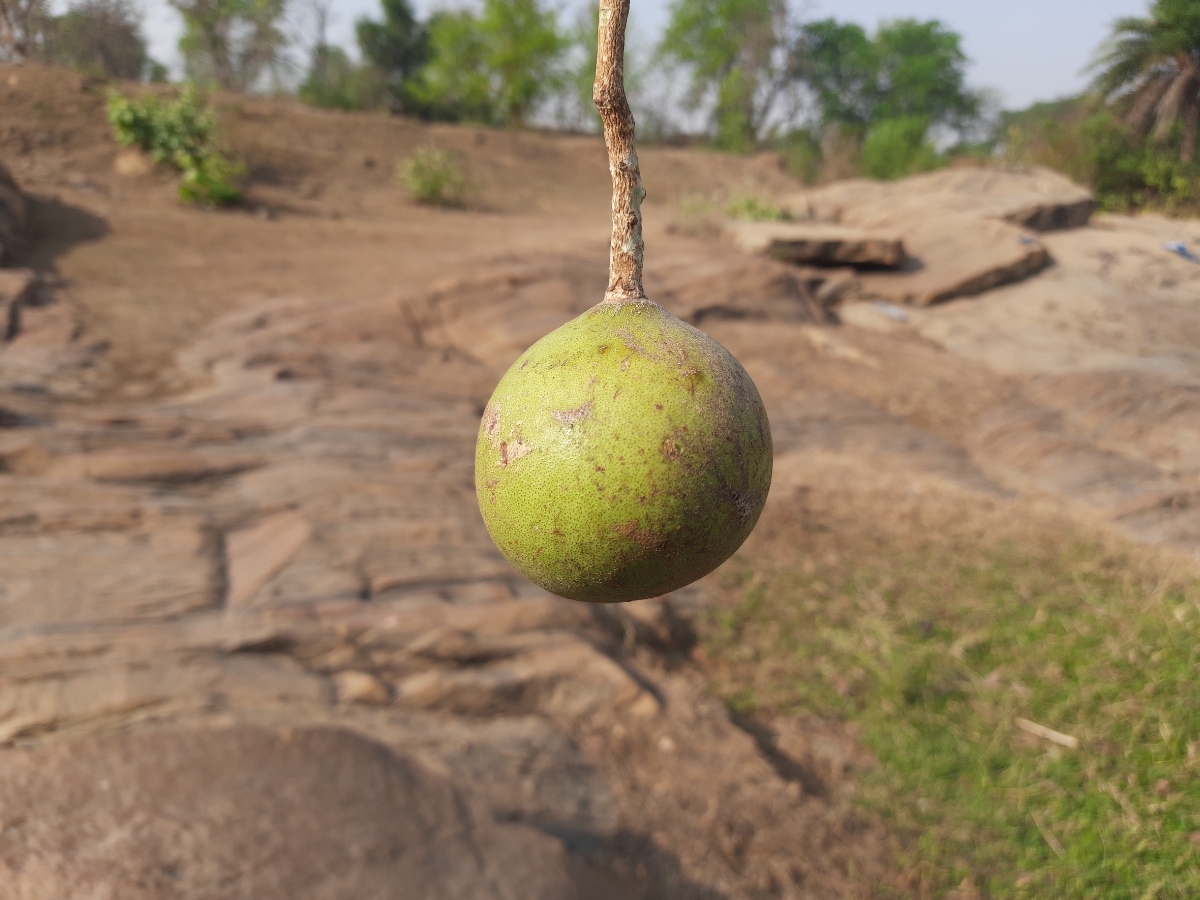 Boost Immunity - Photo Gallery