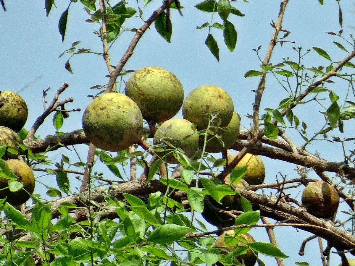 Beneficial for digestion - Photo Gallery