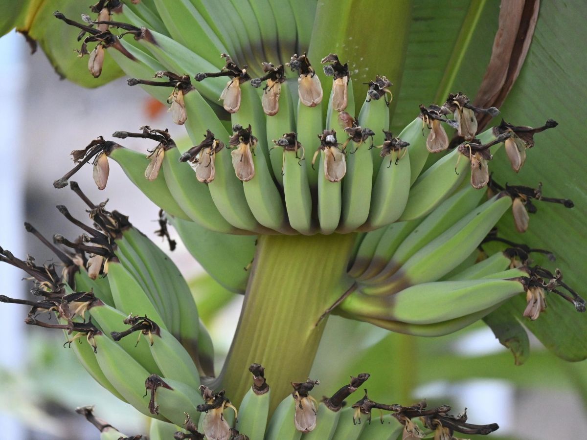 Green and yellow bananas - Photo Gallery