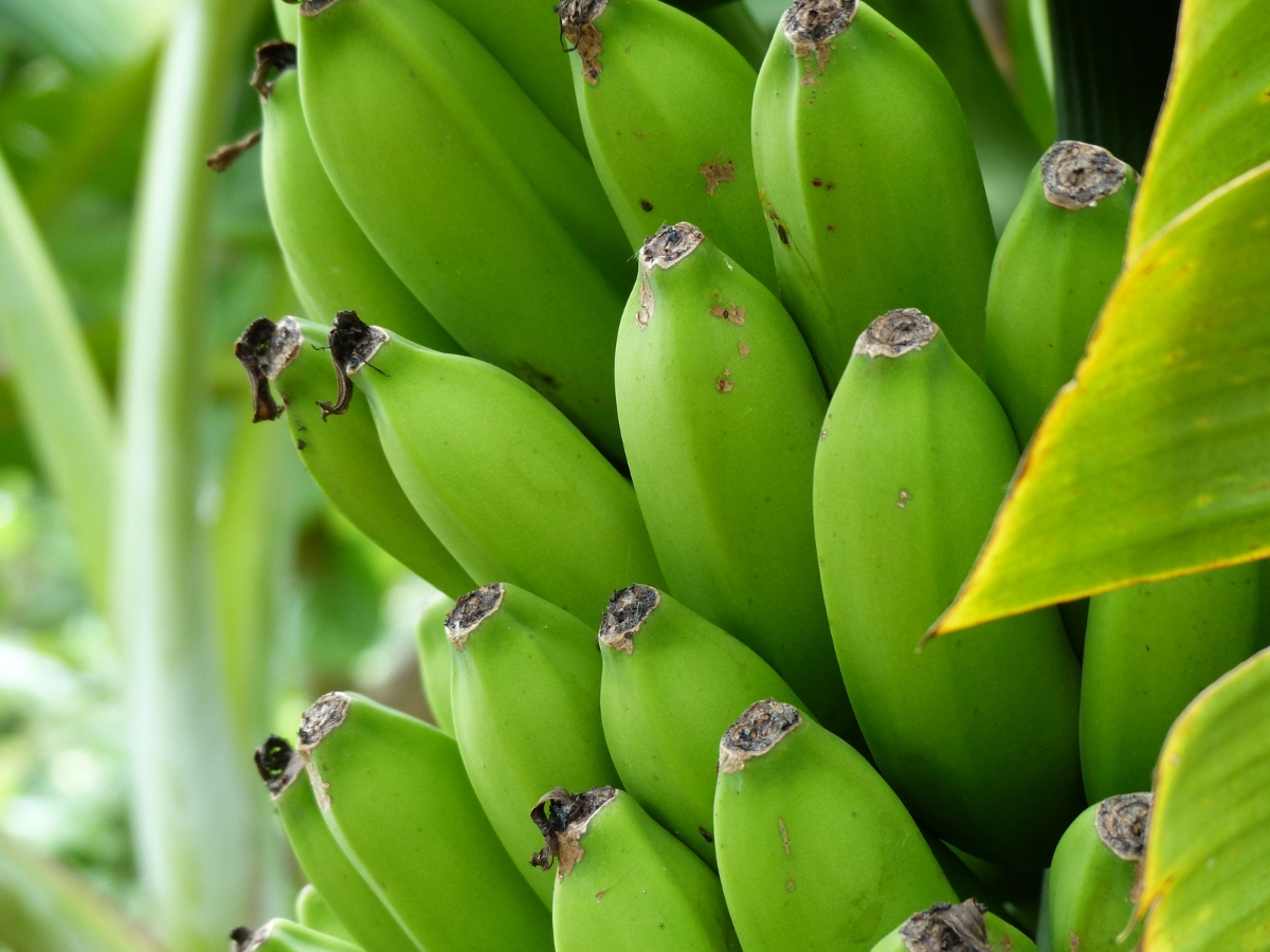 Green bananas are high in fiber. - Photo Gallery