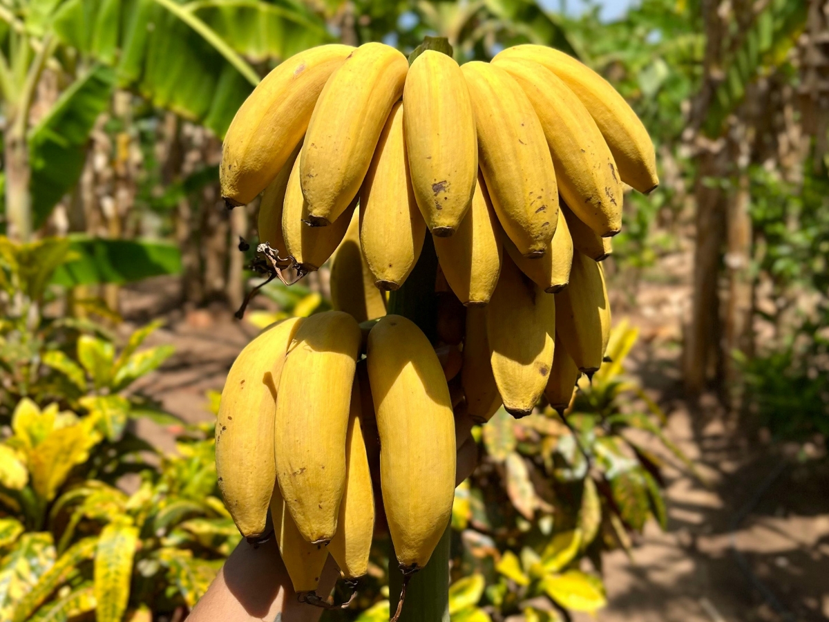 Ripe bananas - Photo Gallery