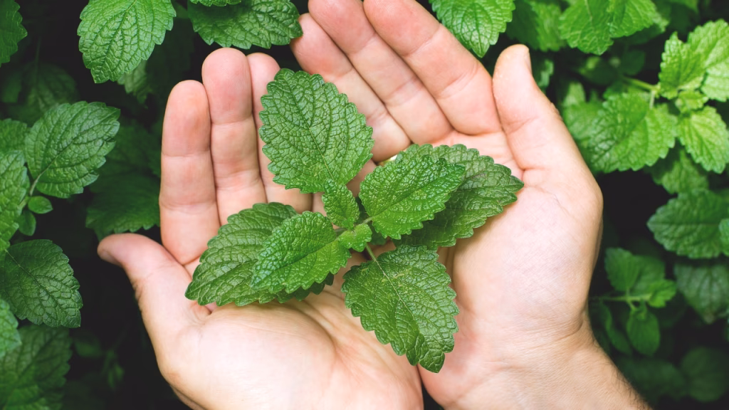 Mint - Photo Gallery