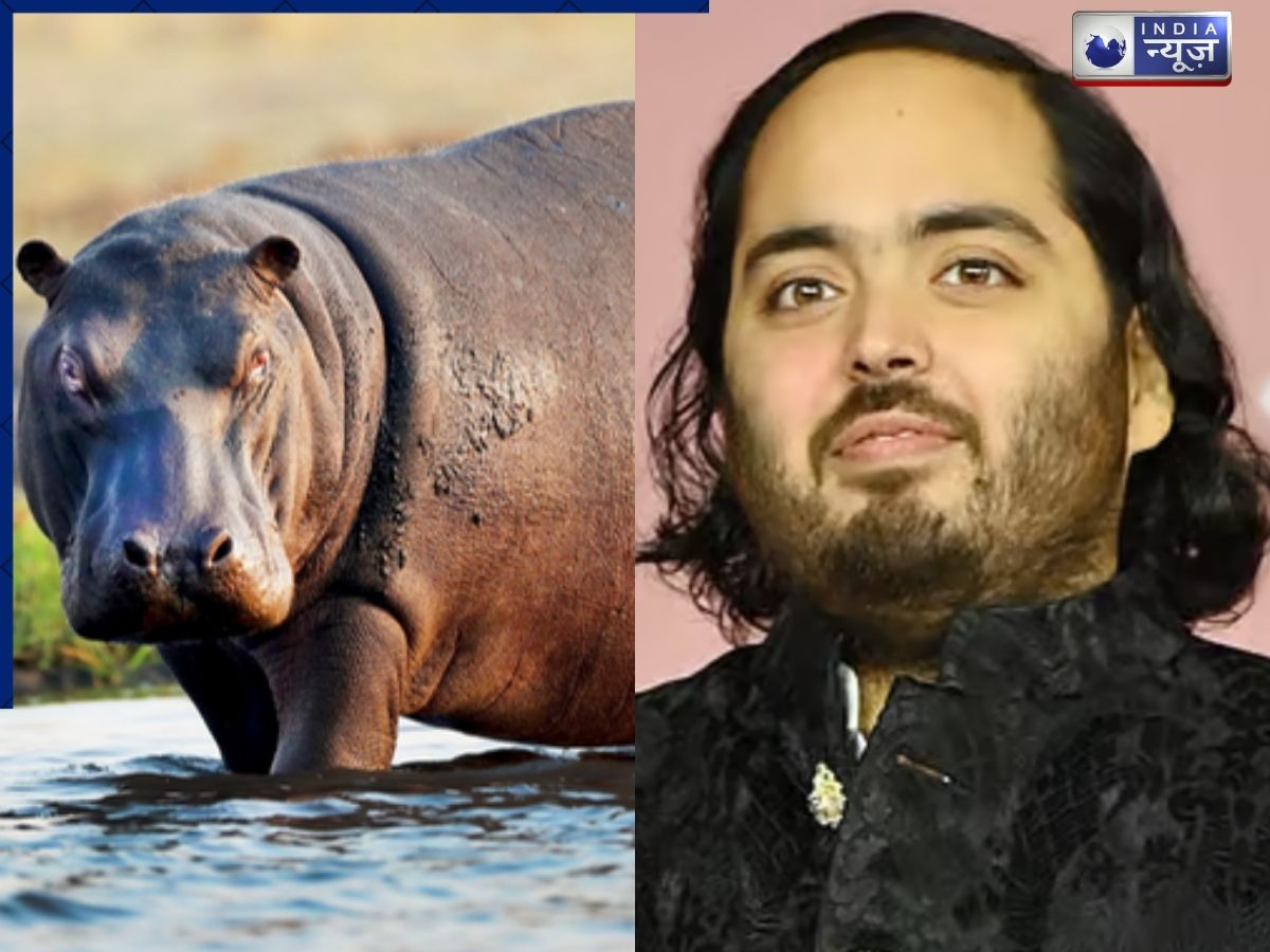 Anant Ambani बचाएंगे 80 दरियाई घोड़ों की जान, कोलंबिया से वनतारा आएंगे ये जीव; जानिए क्या है मामला?