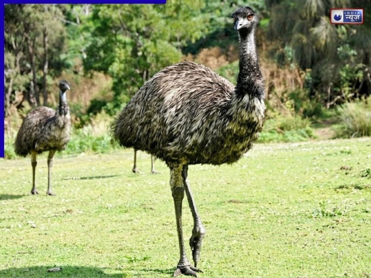 अयोध्या में दिखा ऑस्ट्रेलियन ‘इमु’, उड़ नहीं सकता तो कैसे पहुंचा बहू बेगम मकबरा