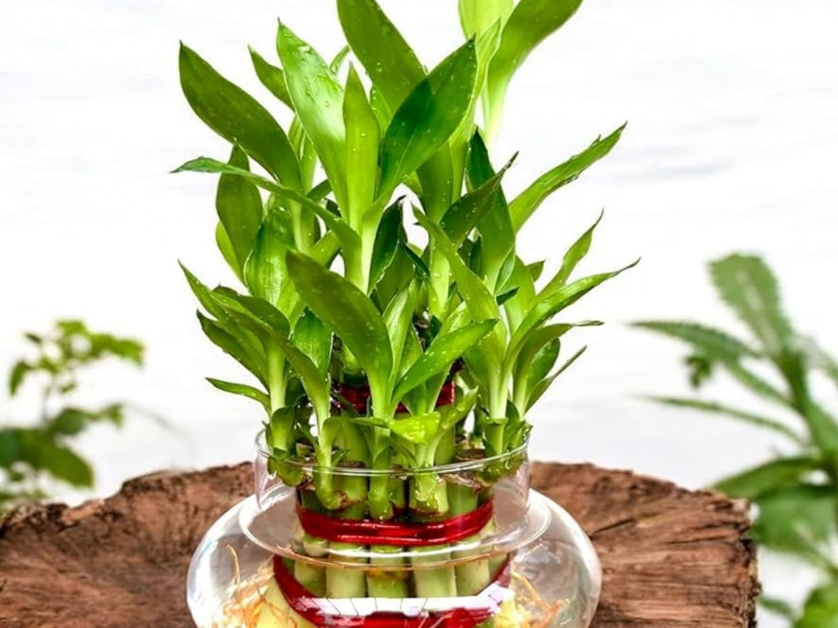 bamboo Plant - Photo Gallery