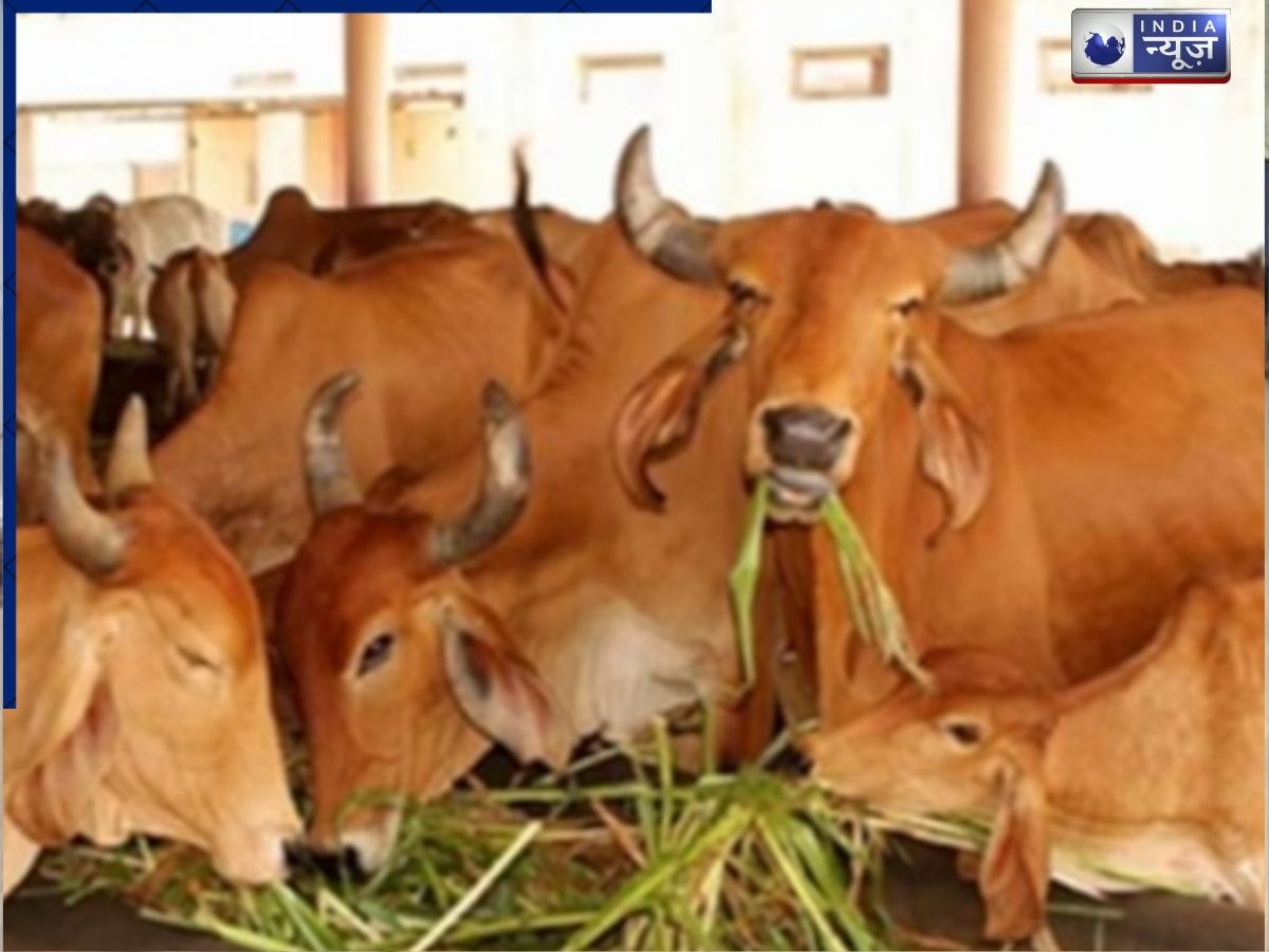 UP: गौवंश संरक्षण को लेकर बरेली में सख्ती, CCTV से जुड़ेंगी 100 से अधिक गौशालाएं, जानें- क्यों उठाया गया ये कदम?