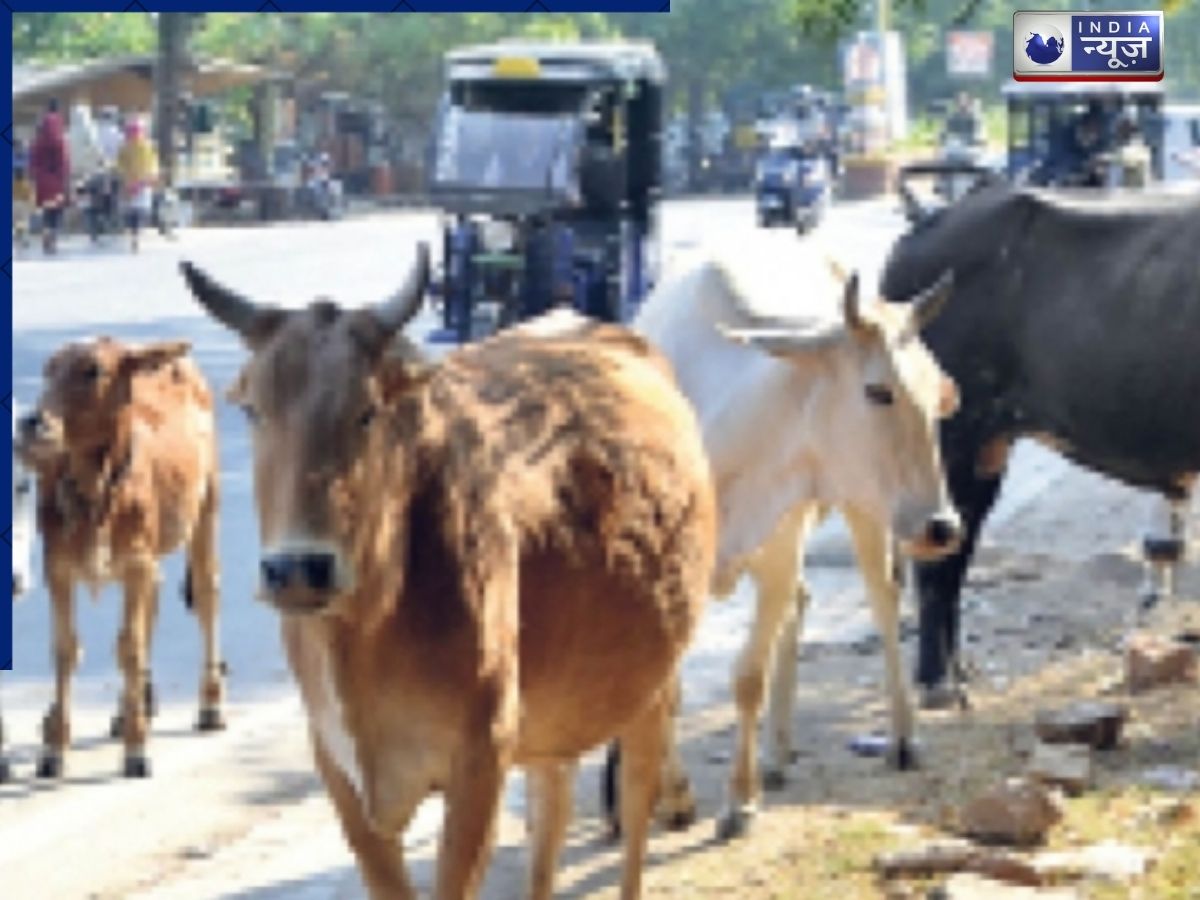 UP: बरेली में आवारा पशुओं से किसान बेहाल! मुस्लिम संगठन ने खोला मोर्चा, गौशालाओं की बदहाली पर प्रशासन घिरा