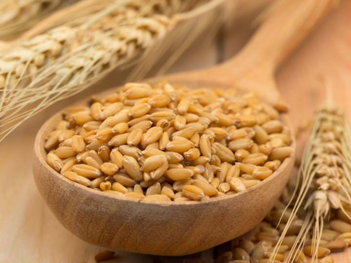 Barley Benefits How It Attracts Wealth and Goddess Lakshmi - Photo Gallery