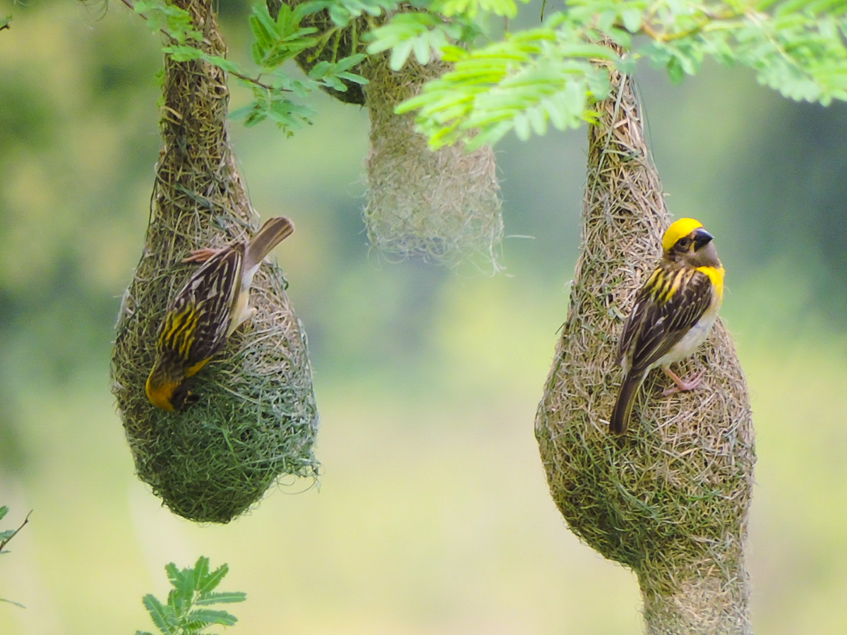 Baya Weaver - Photo Gallery