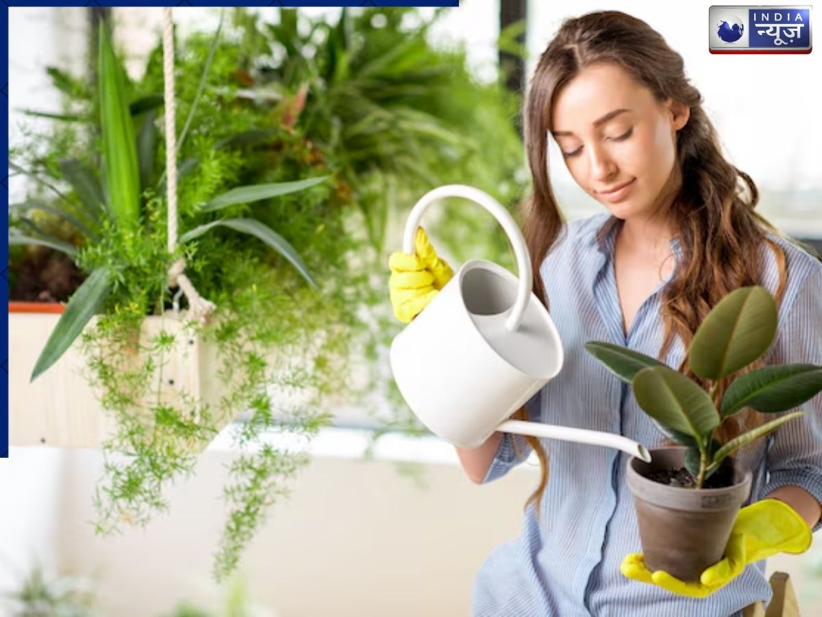 It is very important to water plants deeply. - Photo Gallery