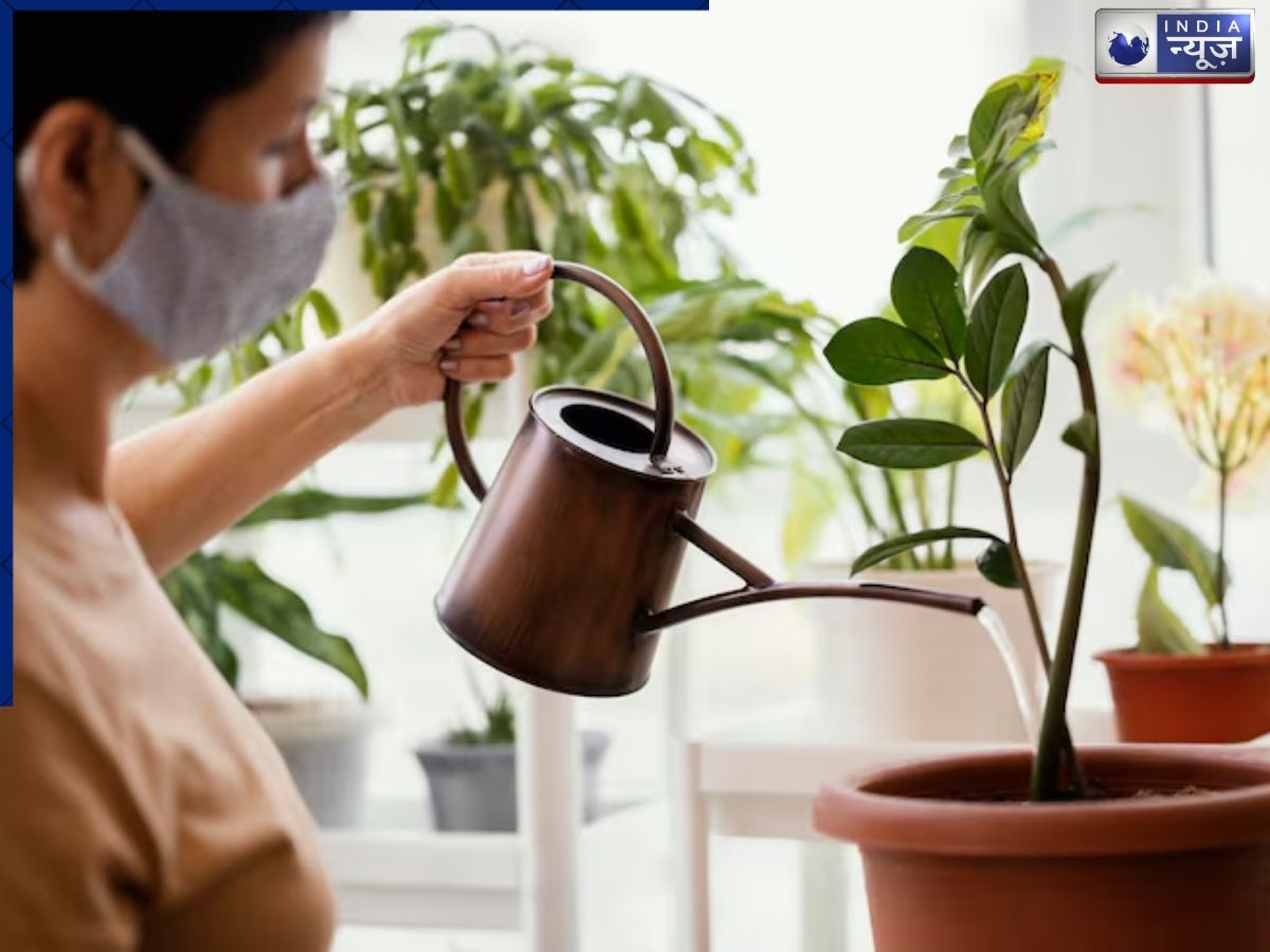 Do not give the plants too much water. - Photo Gallery