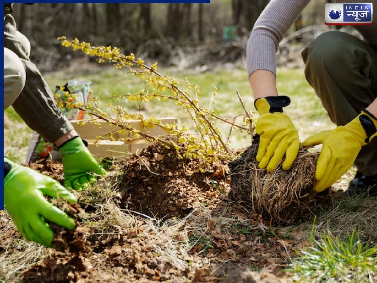 'Mulching' is an excellent method for retaining soil moisture. - Photo Gallery