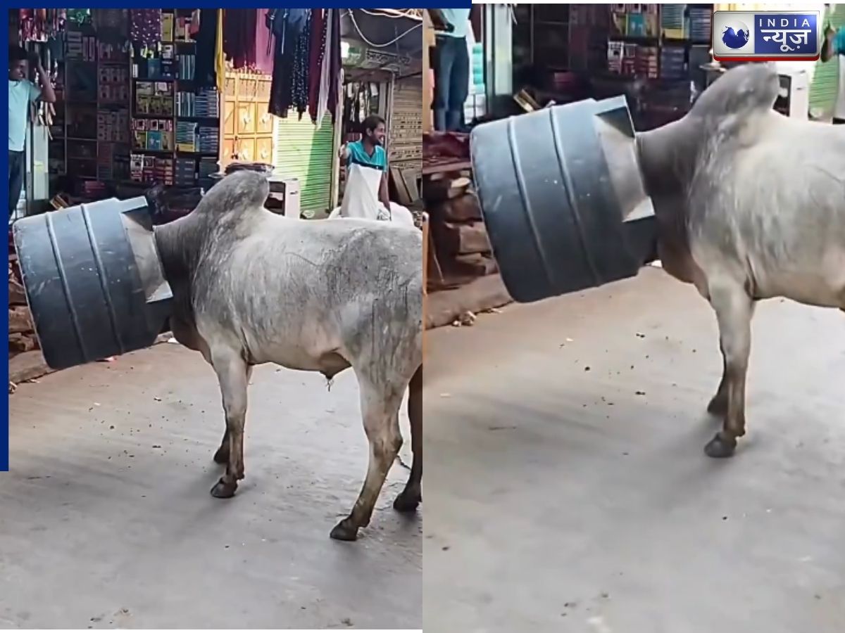 Viral Video: प्यासे बैल की जिद बनी आफत! ड्रम में डाला सिर… फिर जो हुआ, देख दंग रह गए लोग