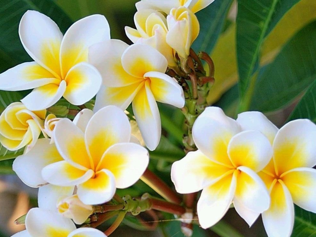 champa - Photo Gallery