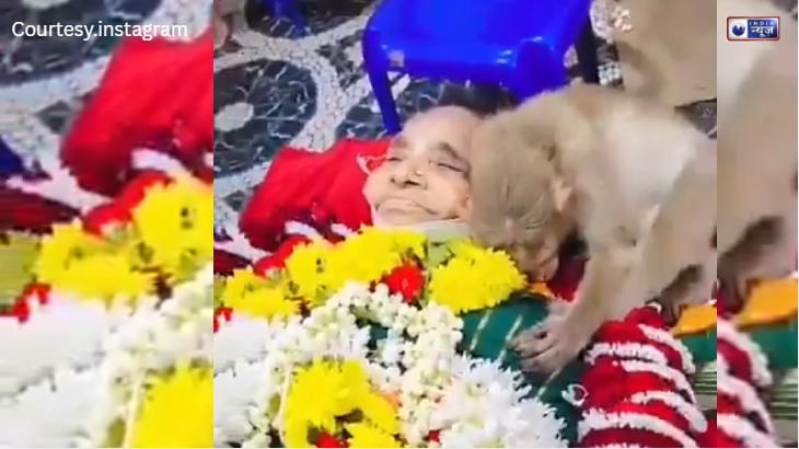 बेजुबान ने चुकाया ‘ममता’ का कर्ज, 85 वर्षीय पार्वतीम्मा के शव से लिपटकर रोया बंदर, बेमिसाल वफादारी देख सबकी आंखें हुईं नम!