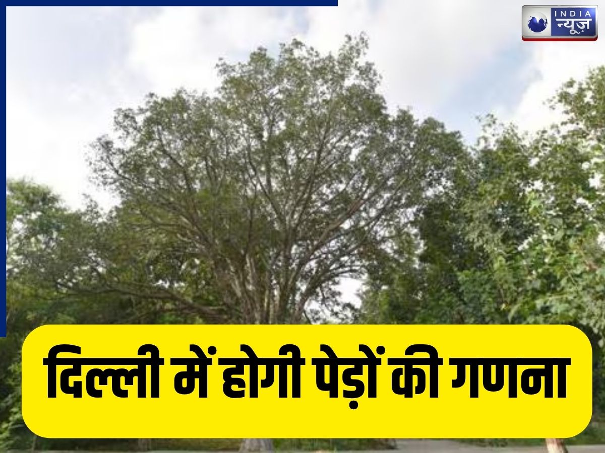 दिल्ली में पहली बार होगी पेड़ों की गणना, केंद्र ने जारी किए ₹2.9 करोड़; 3 चरणों में पूरा होगा काम