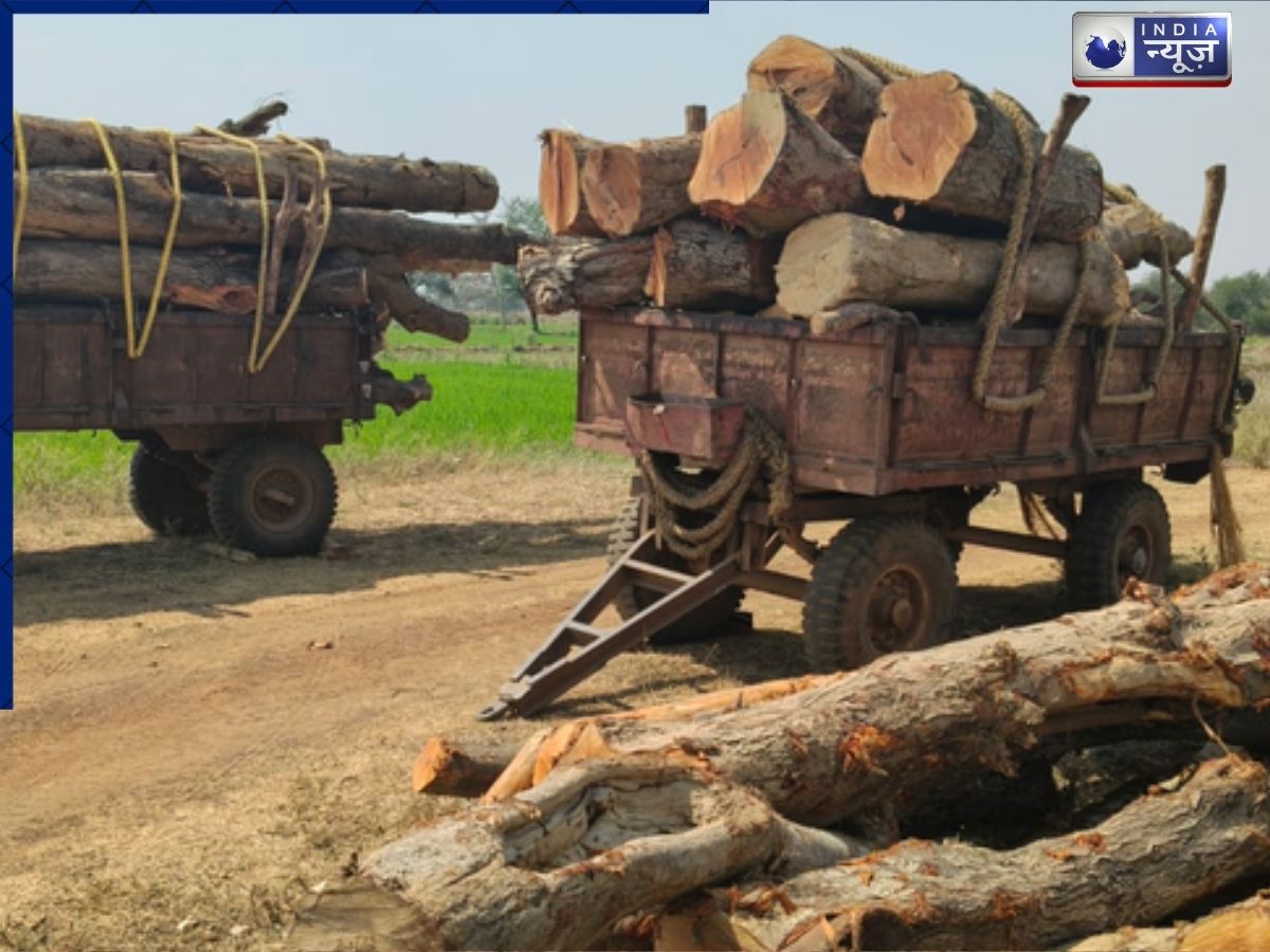 Chhattisgarh: धमतरी में बिना अनुमति पेड़ों की कटाई का मामला गरमाया, राजधानी तक पहुंची गूंज; प्रशासन का एक्शन