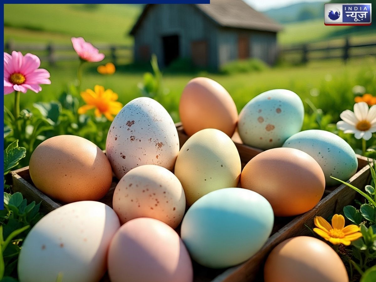 Why are ordinary eggs inexpensive in Pakistan? - Photo Gallery
