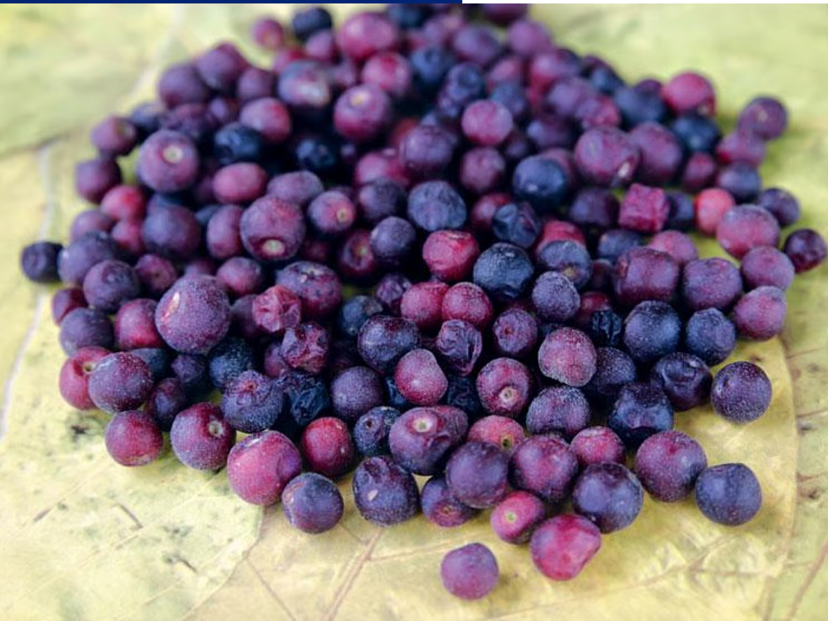 falsa - Photo Gallery