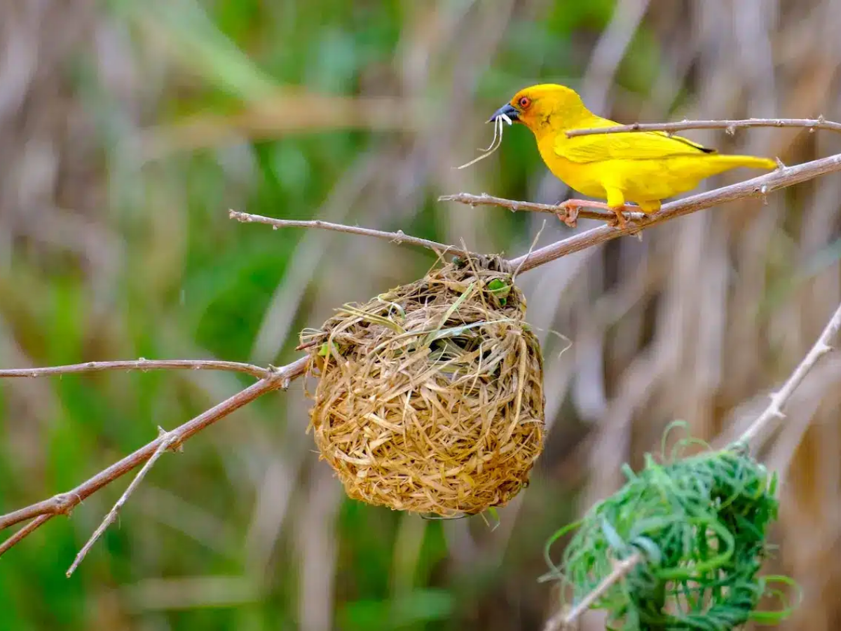 Golden Weaver - Photo Gallery