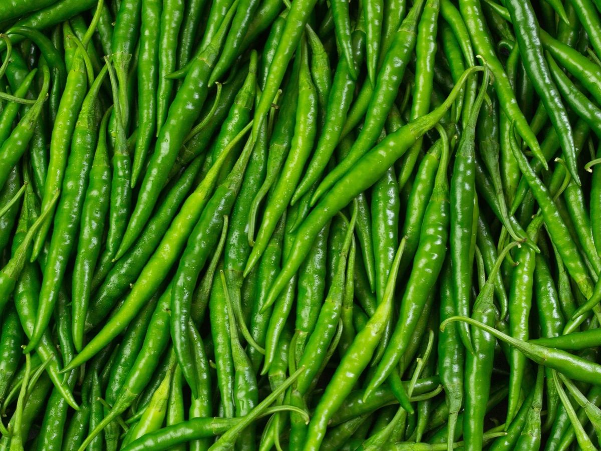 Green Chilli Storage Tips: अब जल्दी नहीं खराब होगी हरी मिर्च, इन तरीकों से करें स्टोर