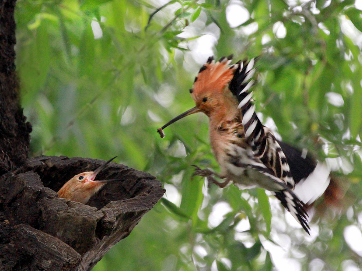 Hoopoe - Photo Gallery