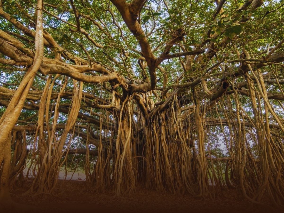 राजधानी का सबसे हॉरर कांड, 3 एपिसोड में ही छूट जाएंगे पसीने, दमदार है सीरीज की रेटिंग