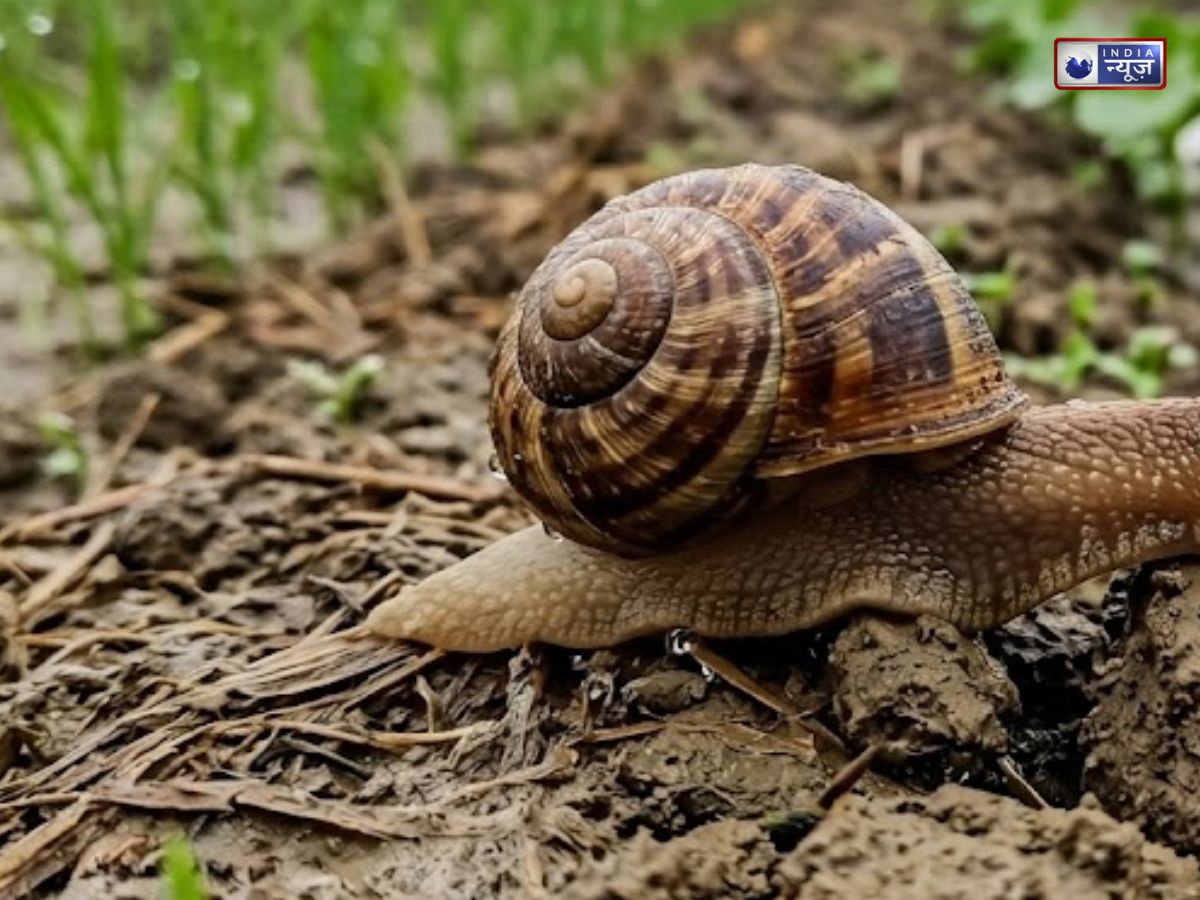 घोंघा कैसे सोता है 3 साल तक? जानिए “एस्टिवेशन” का हैरान कर देने वाला सच