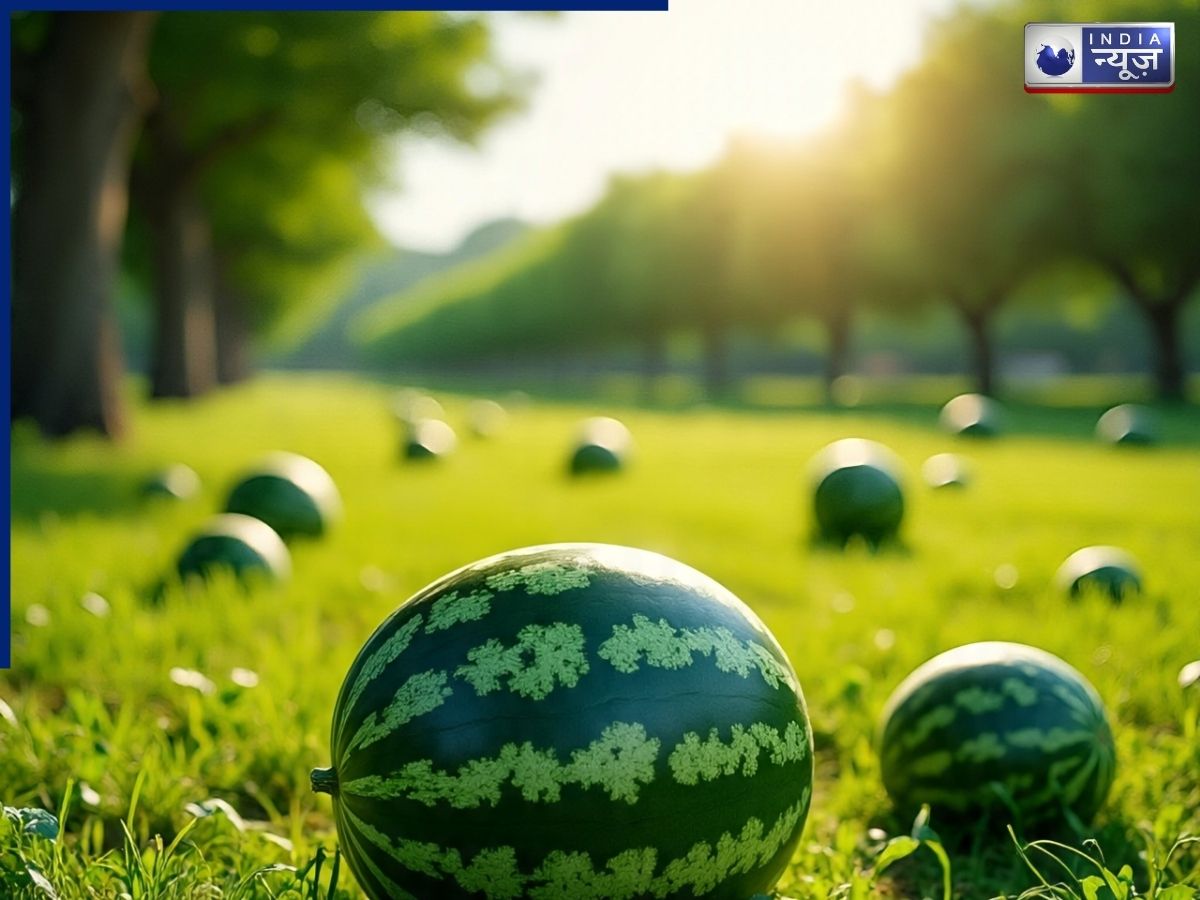 Check the watermelon's 'field spot'. - Photo Gallery