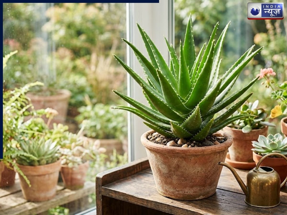 Aloe Vera lowers the room temperature. - Photo Gallery