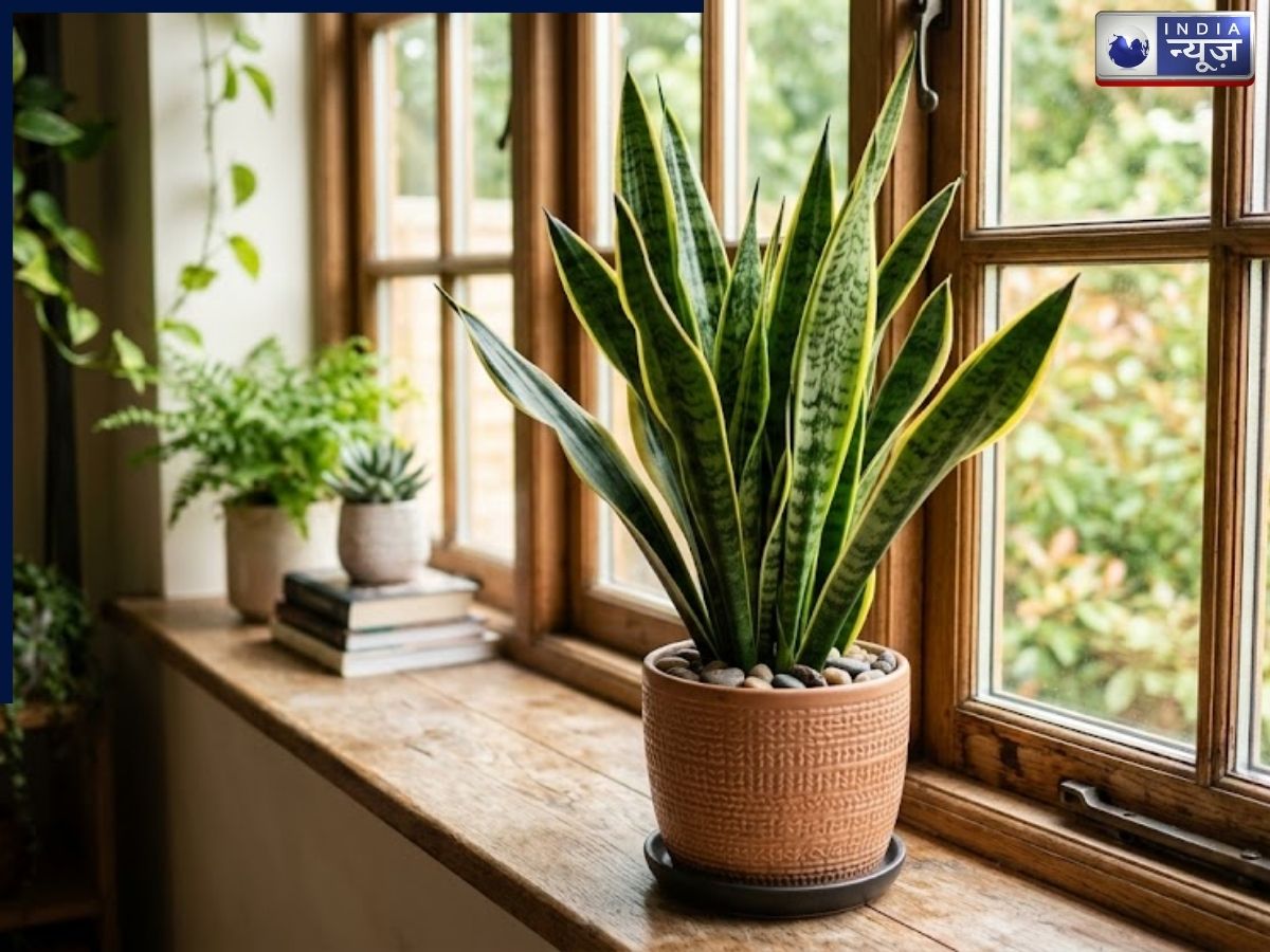 The Snake Plant keeps the room cool with the help of oxygen. - Photo Gallery