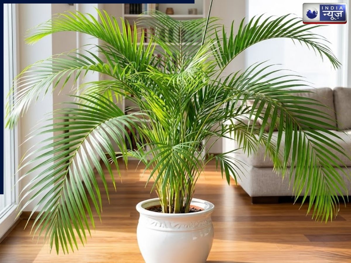 The Areca Palm offers relief during humid heat. - Photo Gallery