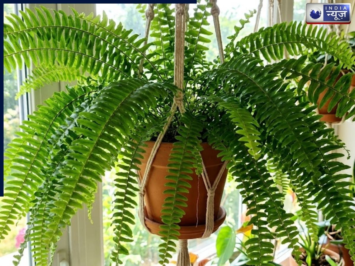 The Boston fern helps keep the room cool. - Photo Gallery