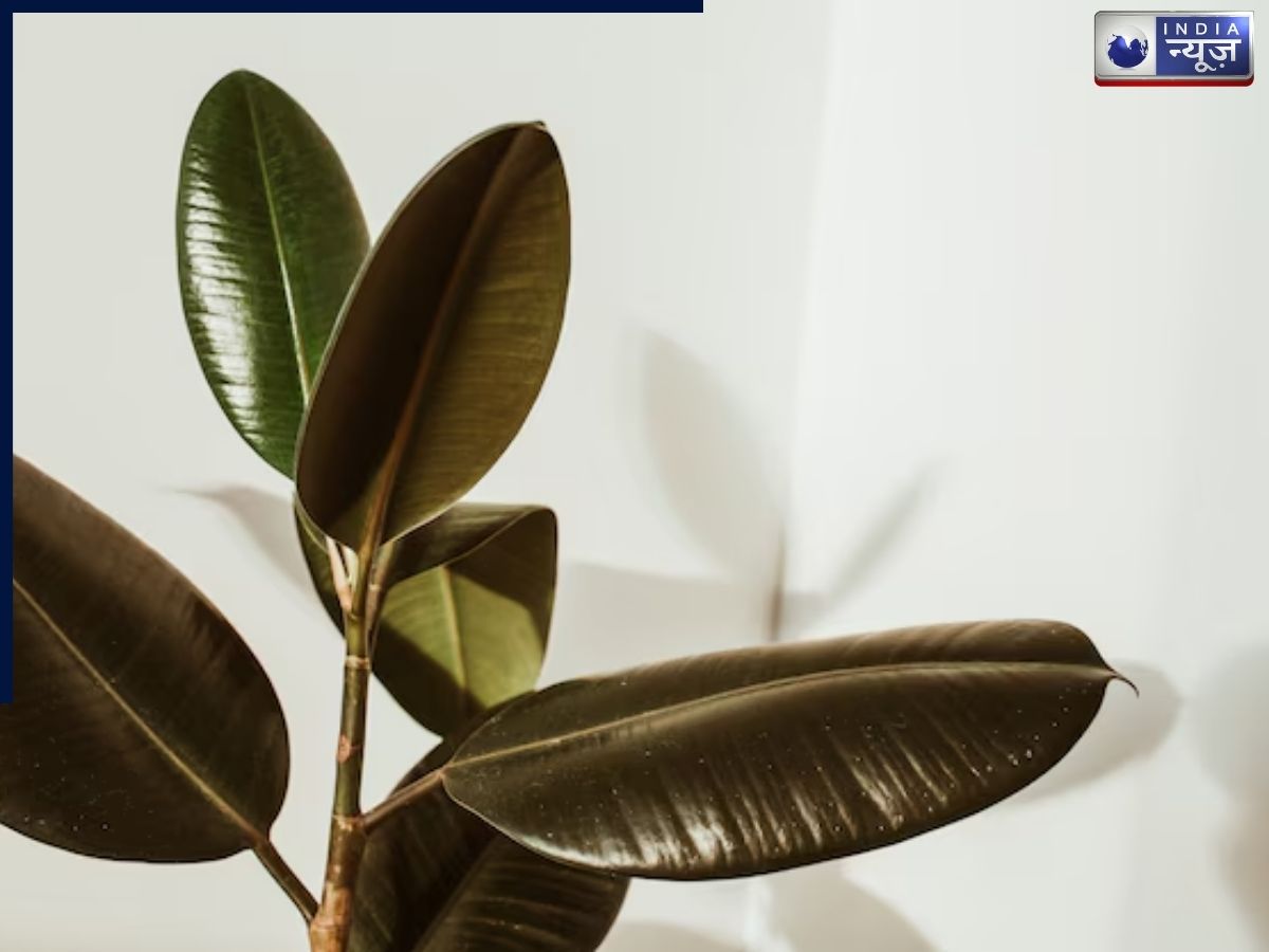 The Rubber Plant: An Excellent Choice for the Room - Photo Gallery