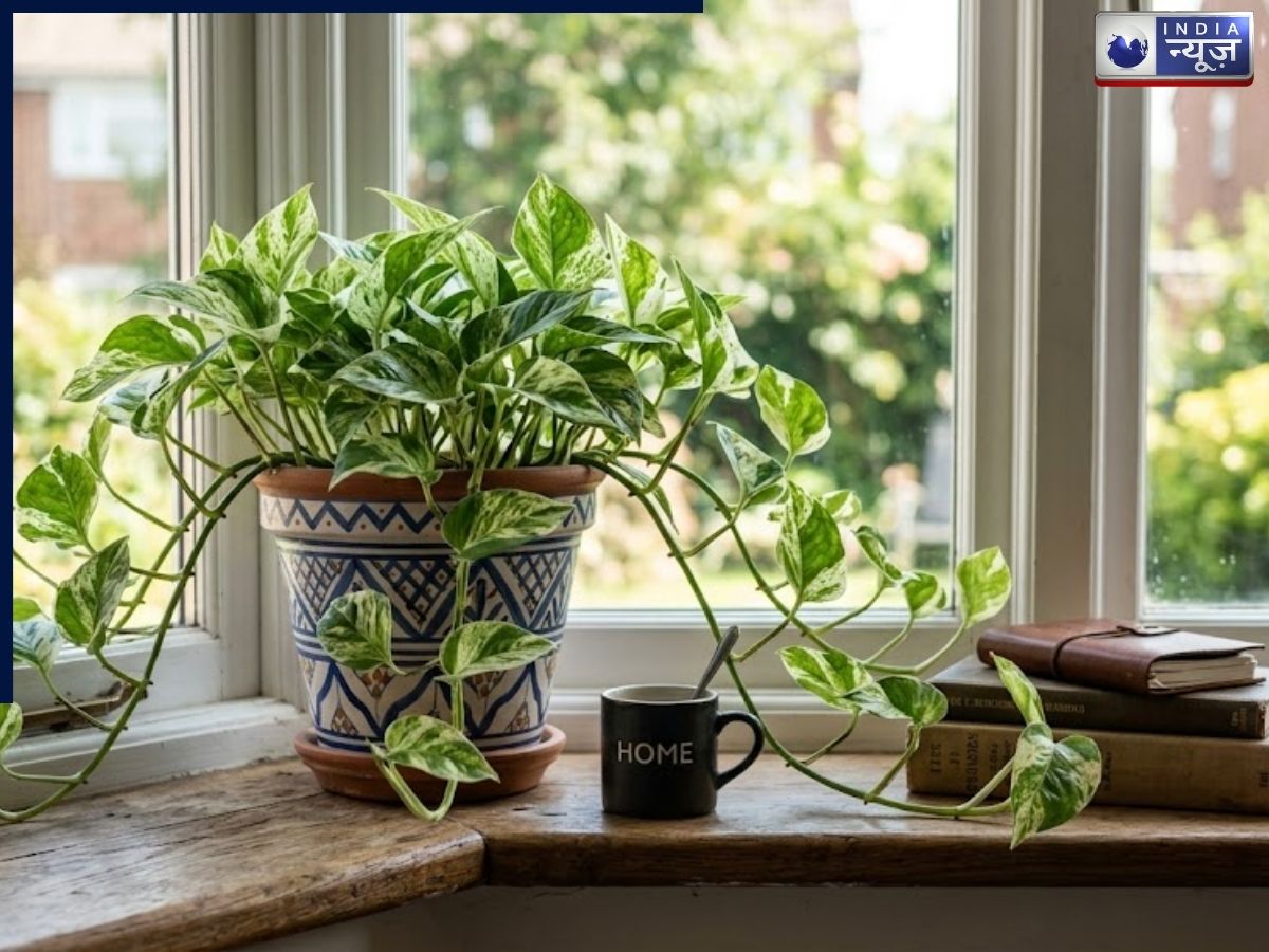 The Money Plant not only keeps the room cool but also purifies the air. - Photo Gallery