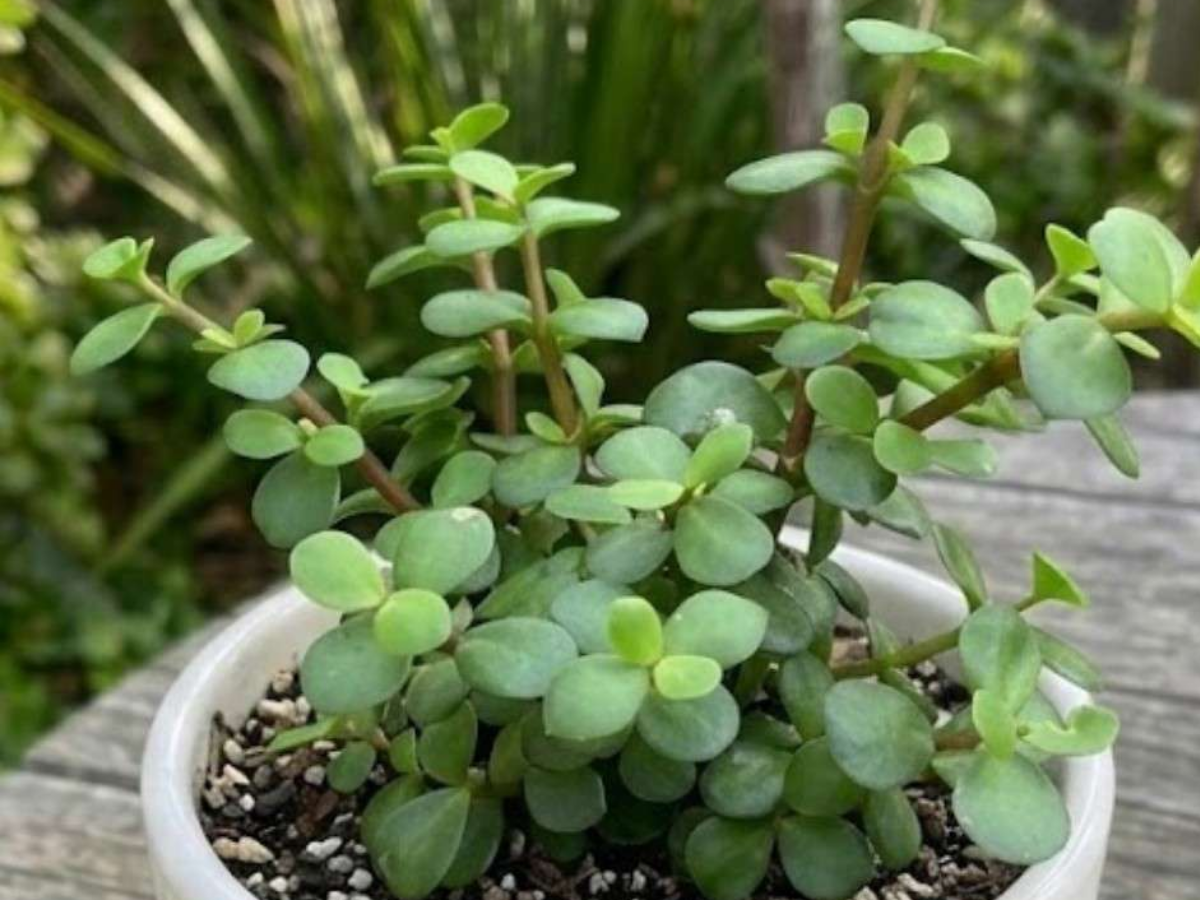Jade Plant - Photo Gallery