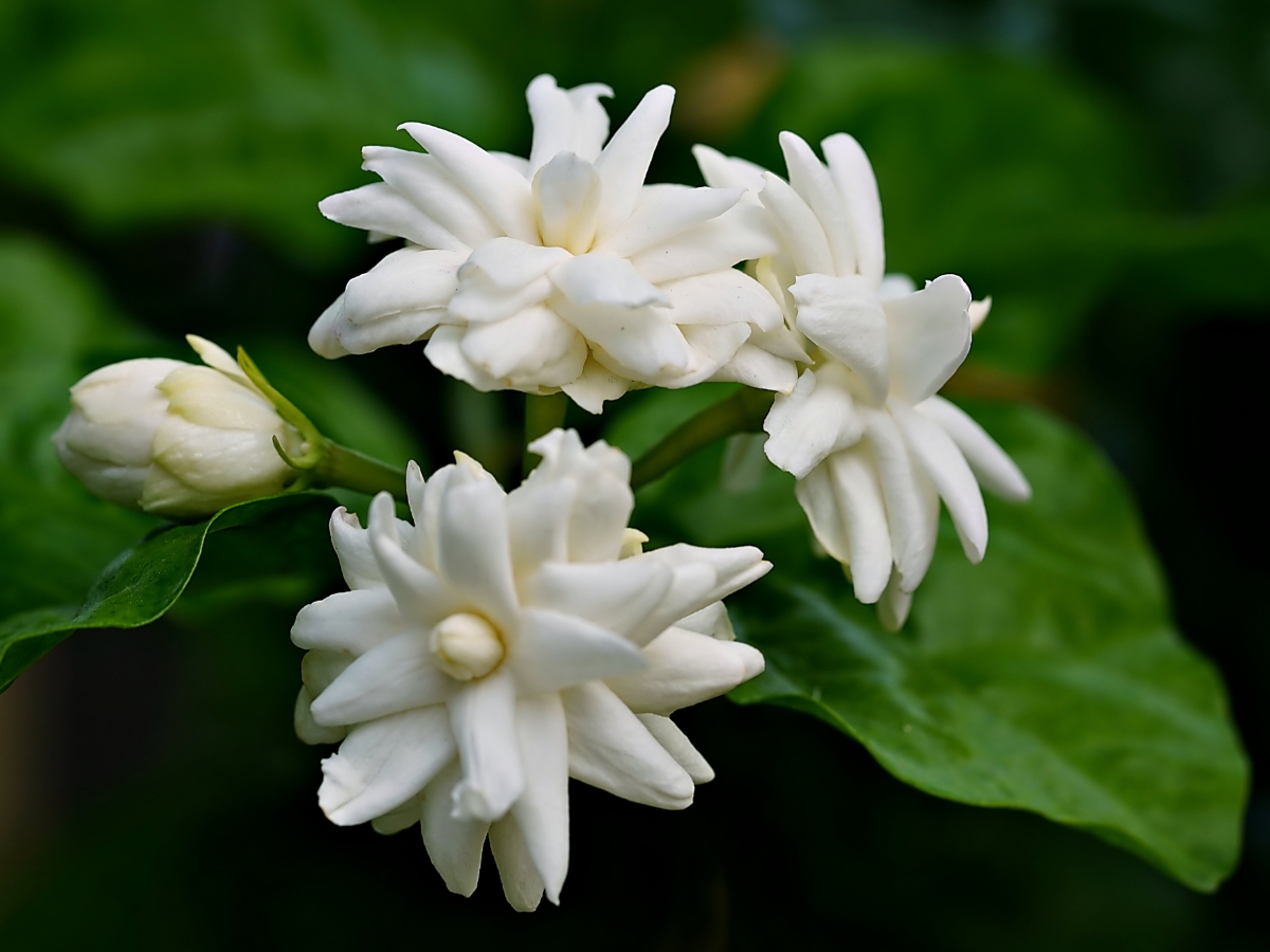 jasmines - Photo Gallery