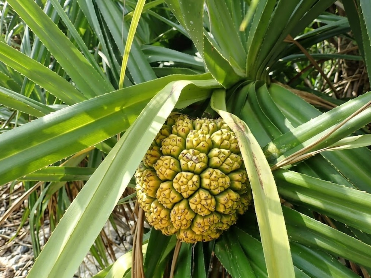 kewda - Photo Gallery