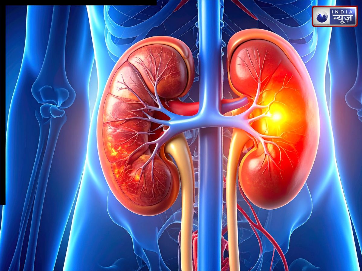 सावधान: ‘सड़’ जाएंगी आपकी किडनी! अगर समय रहते इन बातों पर नहीं दिया ध्यान, इन तरीकों से करें बचाव