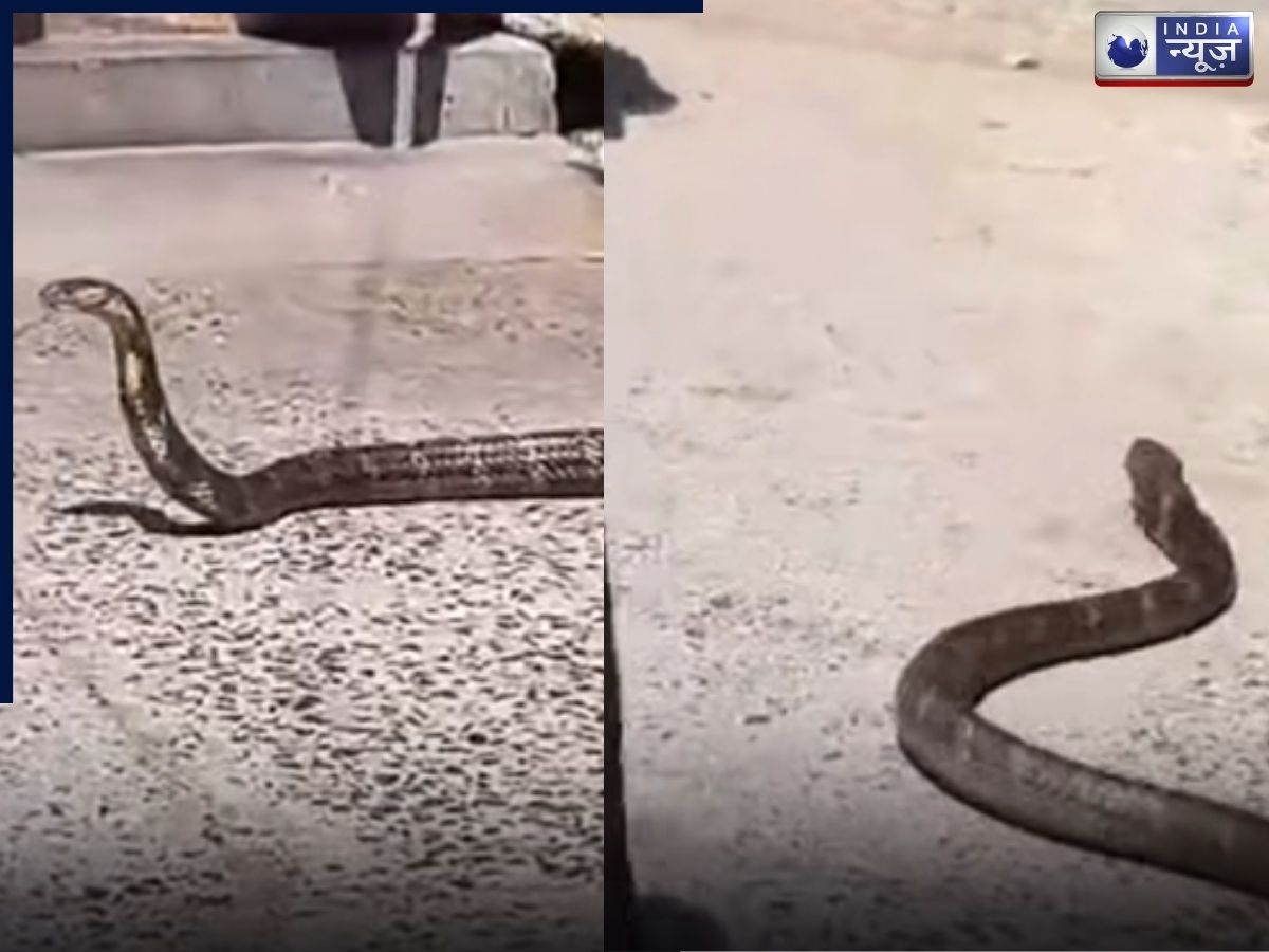 Odisha में हड़कंप! बैंक के पास दिखा 12 फीट का किंग कोबरा, अफरा-तफरी के बीच इस तरह हुआ रेस्क्यू ऑपरेशन