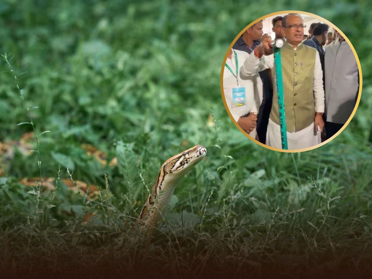 Kisan Mitra Chhadi Kya Hai: सरकार ने किसानों के हाथों में पकड़ाई जादुई छड़ी, दूर से ही थर-थर कांपेगे सांप, जानें कैसे करता है काम?