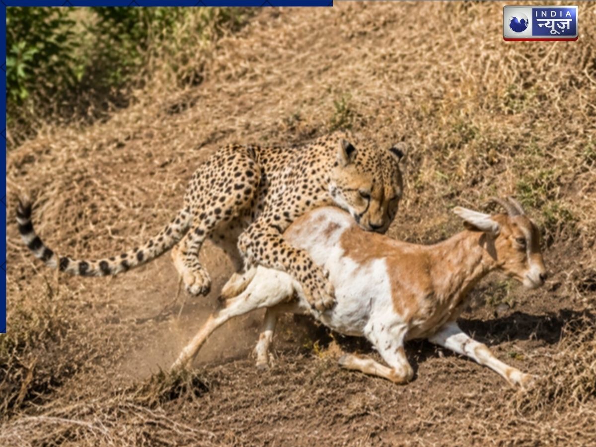 MP: कूनो नेशनल पार्क से बाहर निकला चीता KP-3, बकरी का किया शिकार, तस्वीर आई सामने, वन विभाग अलर्ट