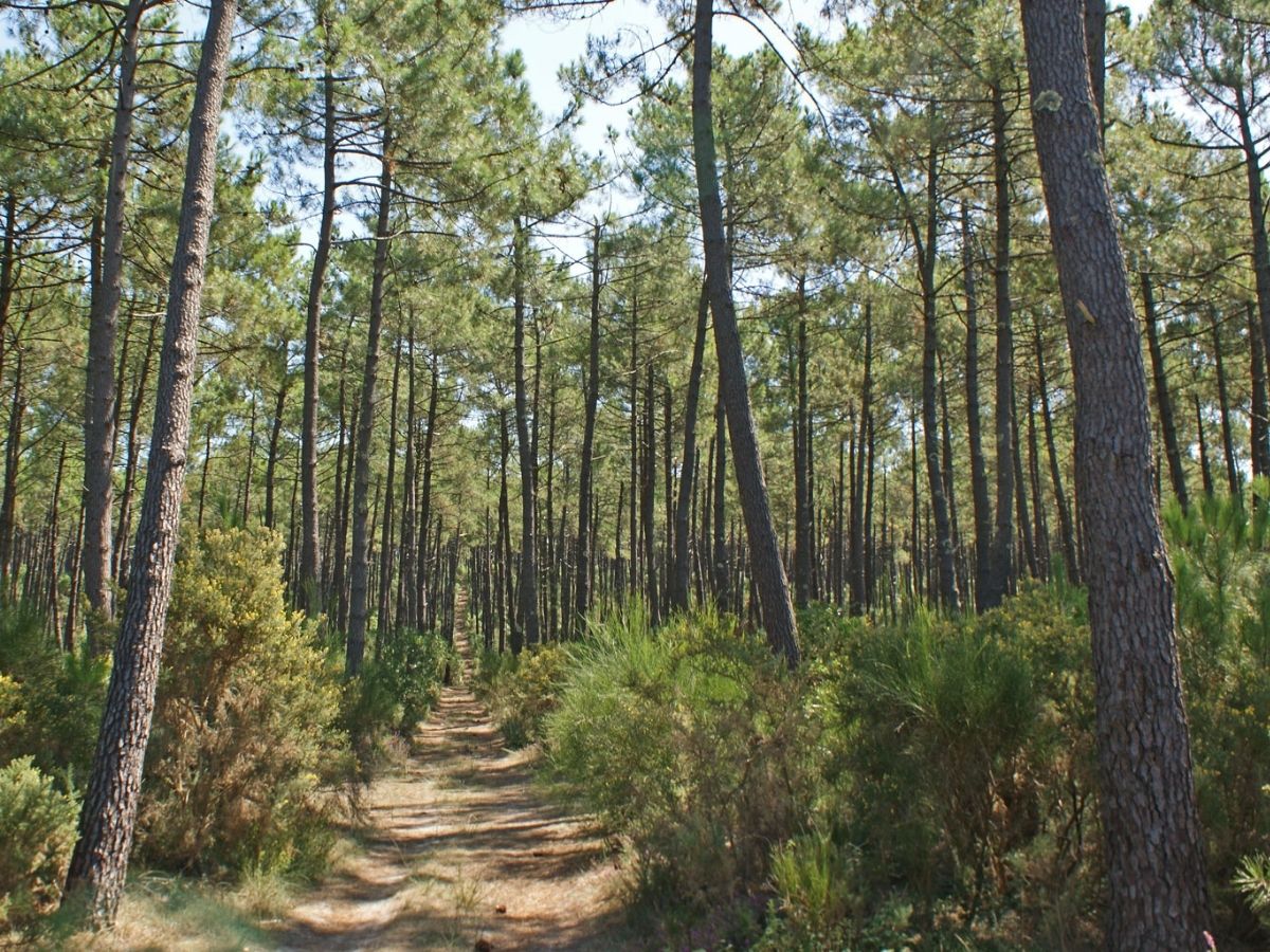 Landes - Photo Gallery