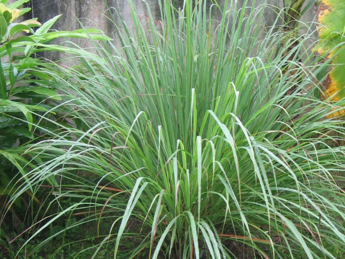 Lemongrass - Photo Gallery