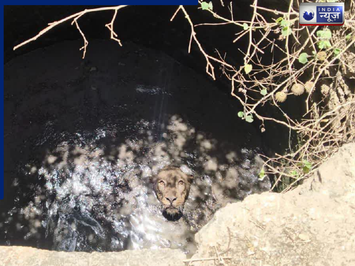 कड़ी मशक्कत के बाद कुएं से निकाला गया बब्बर शेर, डिप्टी सीएम ने की रेस्क्यू टीम की तारीफ