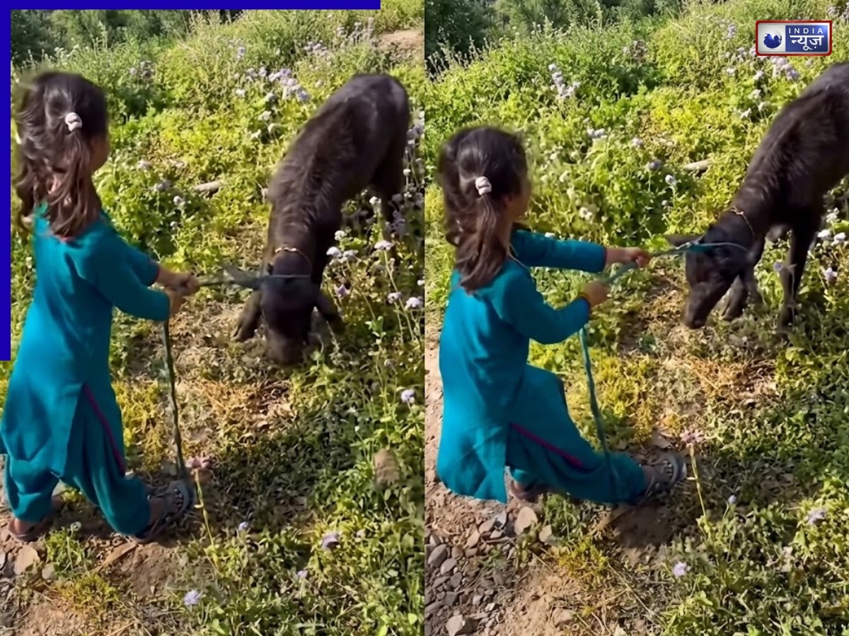 मैंने तेरी मां का… जिद्दी बछड़े को खींचती, डांट लगाती छोटी बच्ची, वीडियो वायरल